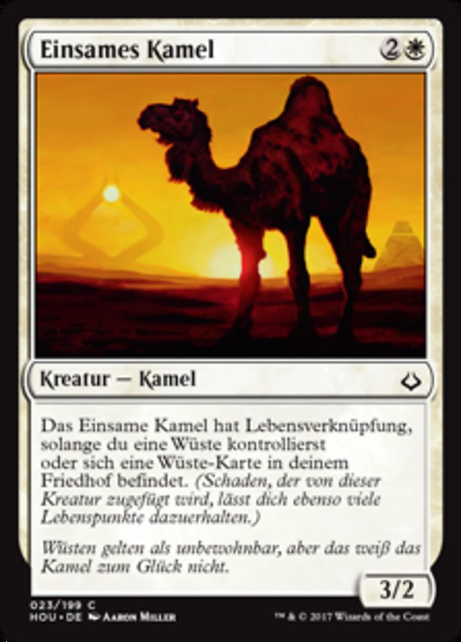 Solitary Camel