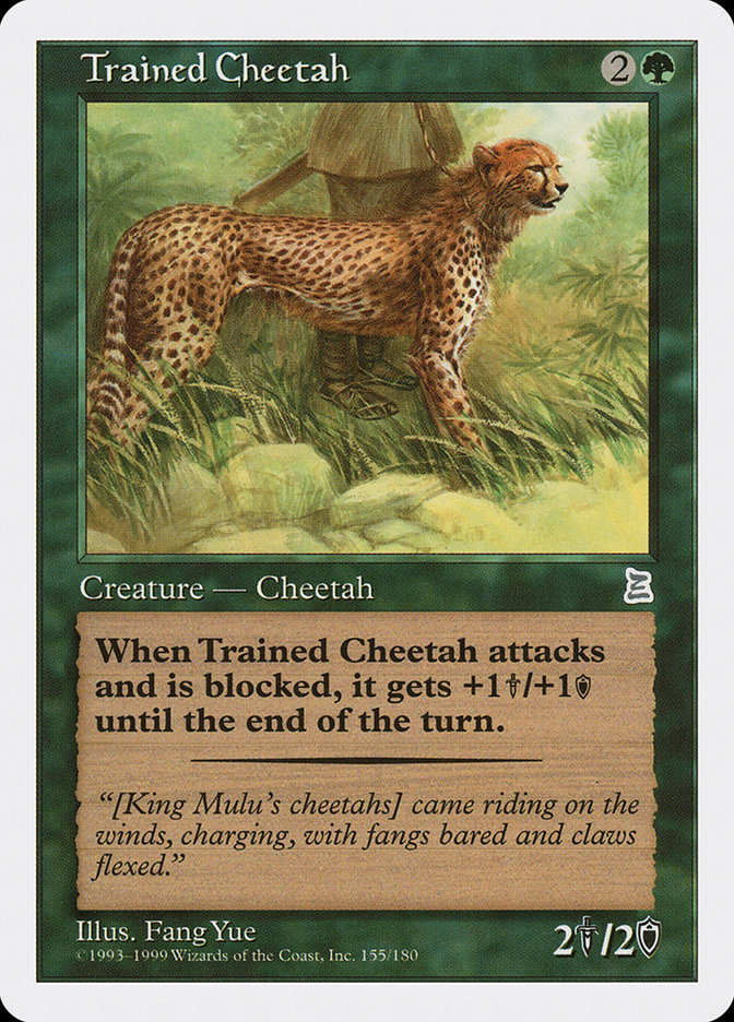 Trained Cheetah