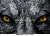blackwolf2502's Foto