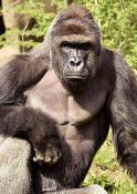 Harambe's Foto